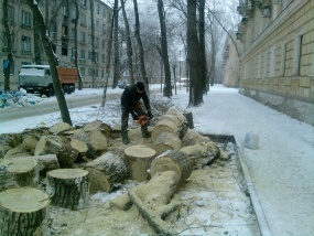Обрезание деревьев в г.Благовещенске