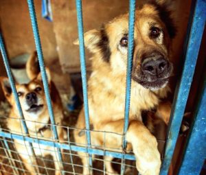 О проведении общественного мониторинга в сфере зоозащиты