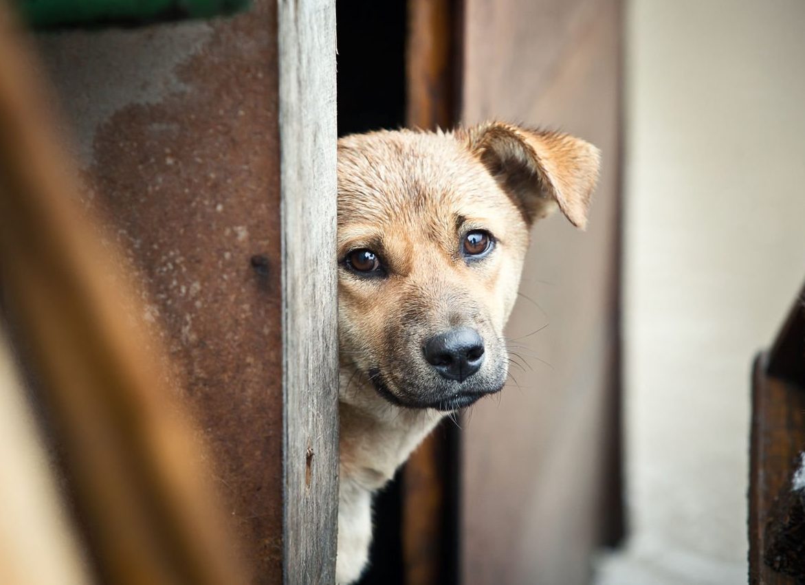 Сообщить амурским властям о бездомных собаках теперь можно в Телеграм